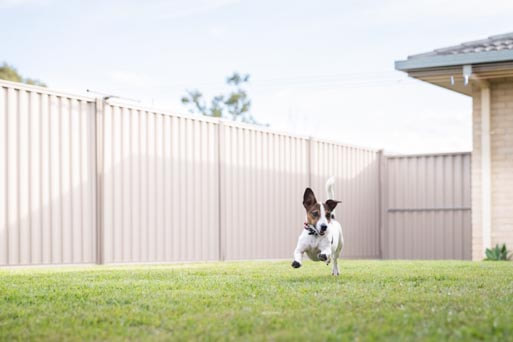 dog invisible fence installers	